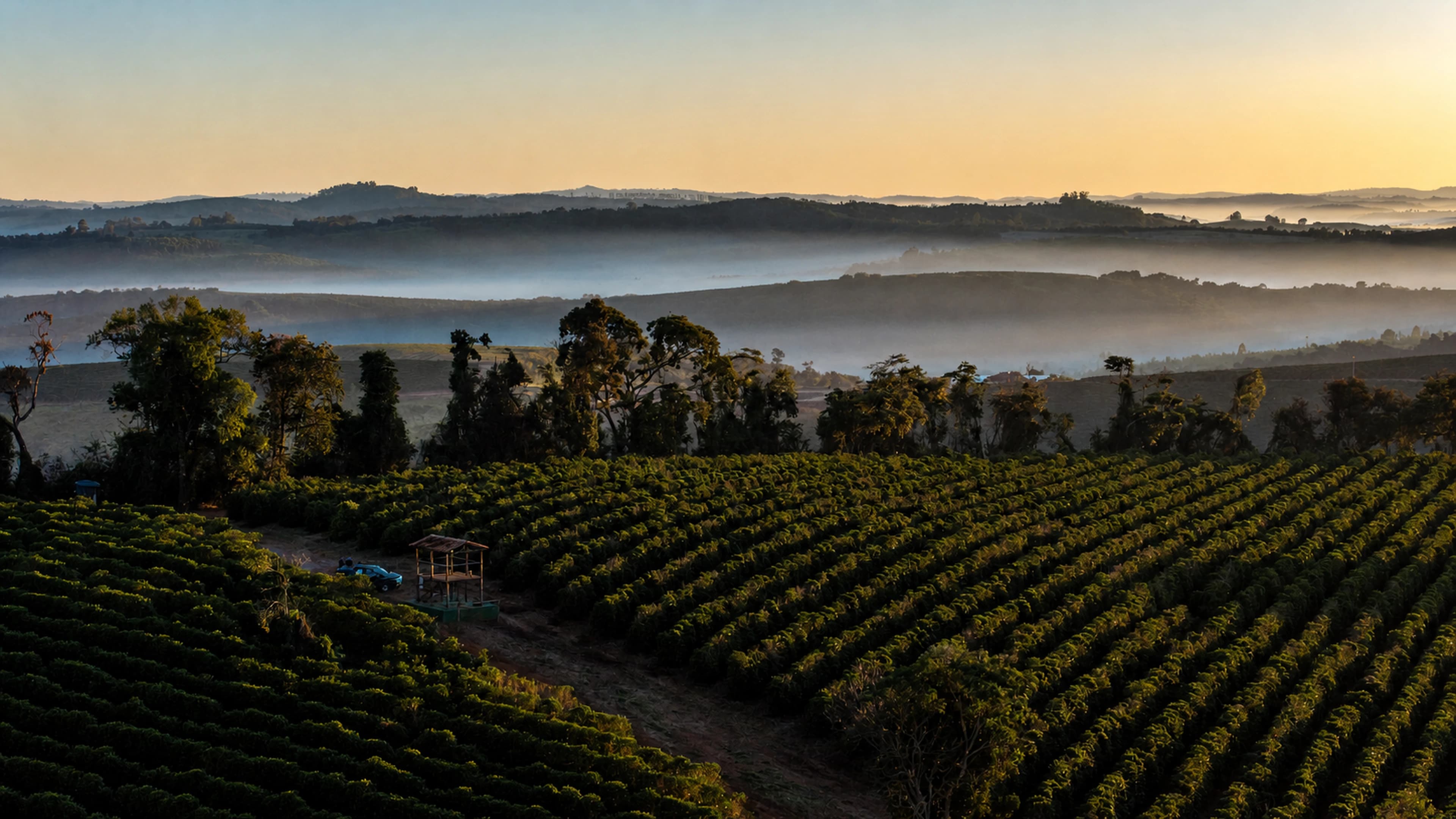 晨雾与金色晨光下的 Fazenda Guariroba 咖啡园