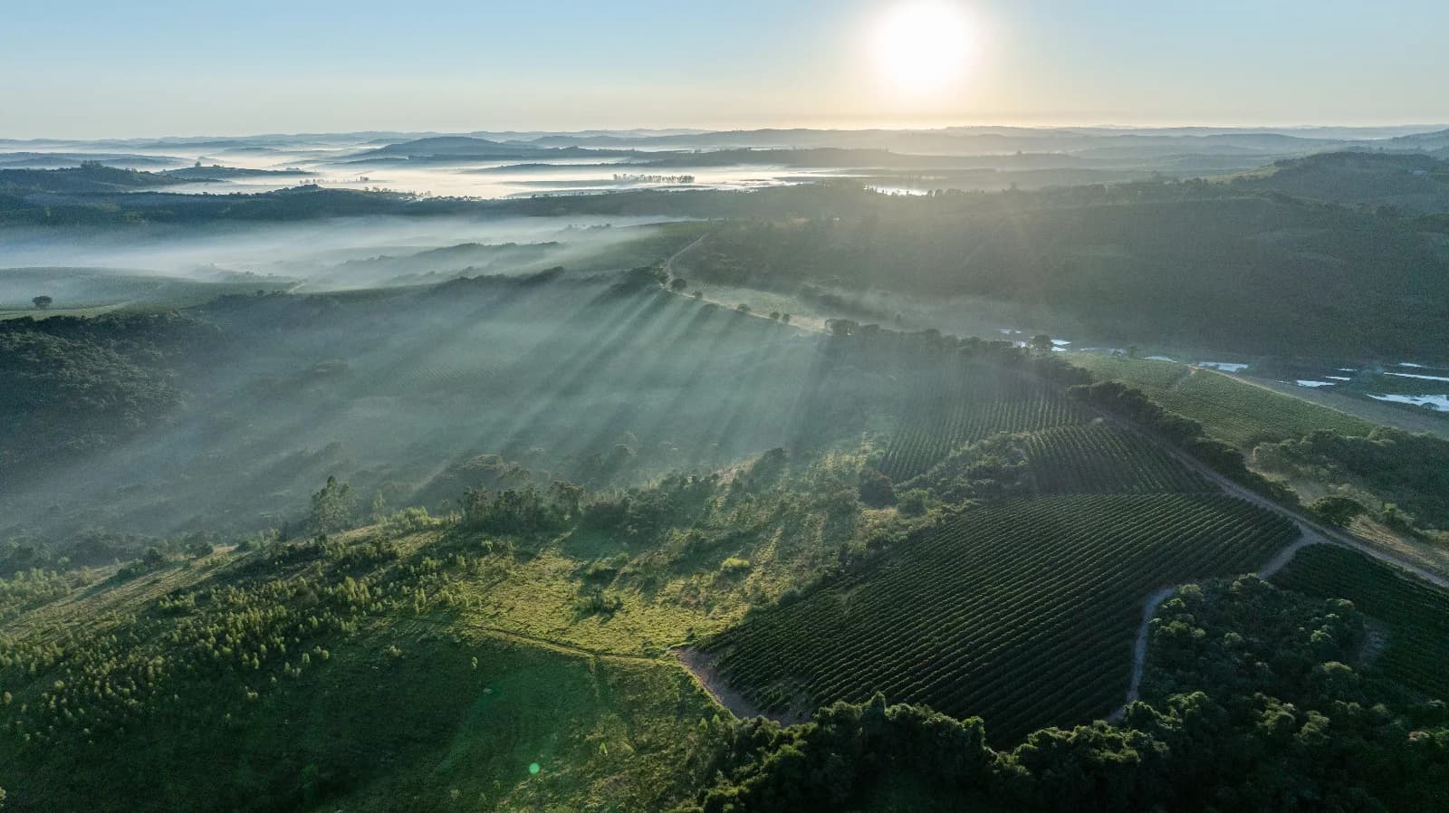 晨雾中的 Fazenda Guariroba 咖啡园航拍
