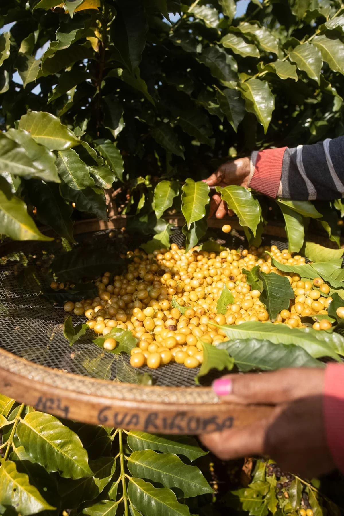Fazenda Guariroba 的工作人员在筛网上分选黄色咖啡果实