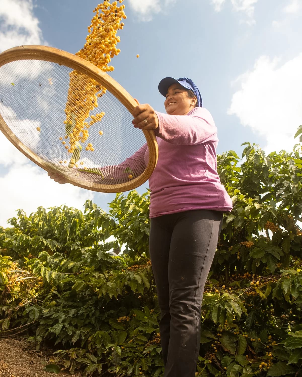 Fazenda Guariroba 的工作人员在咖啡园中扬筛黄色咖啡果实