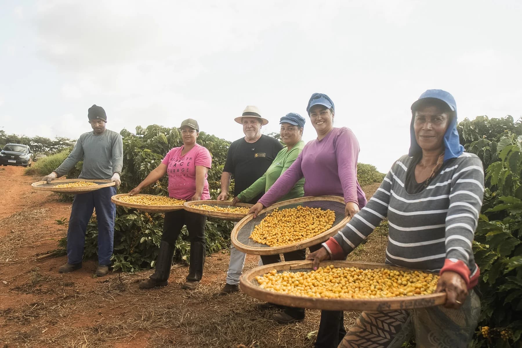 Fazenda Guariroba 的选择性采收团队